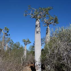 Palmera de Madagascar
